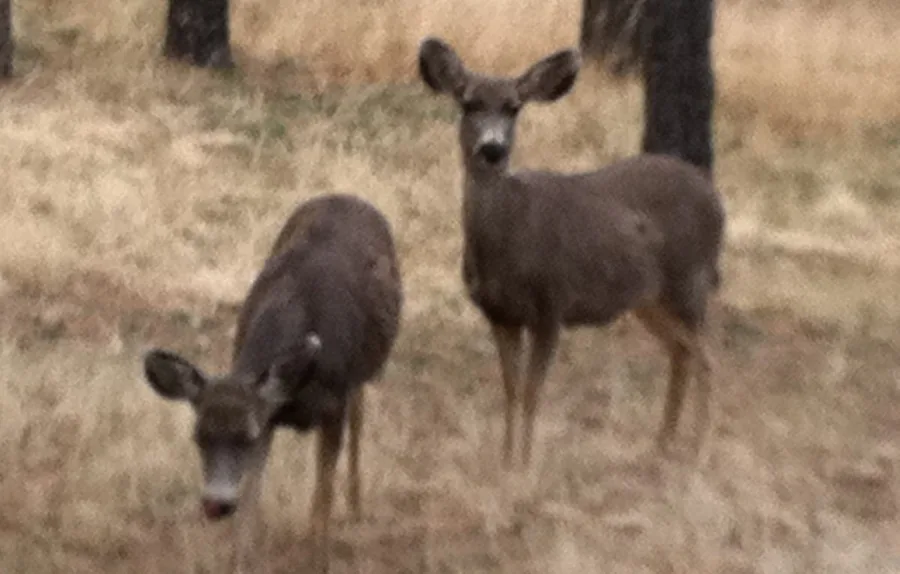Two mule deer among the trees on the property