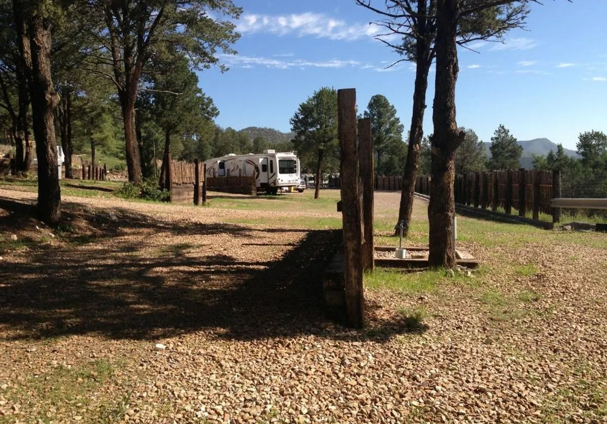 Dappled light through tall pines over a row of RV sites